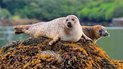 Robben auf Garinish Island vor Glengarriff
